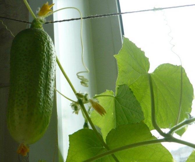 Огурцы на балконе — как добиться урожая? выращивание, уход, сорта. фото — ботаничка.ru