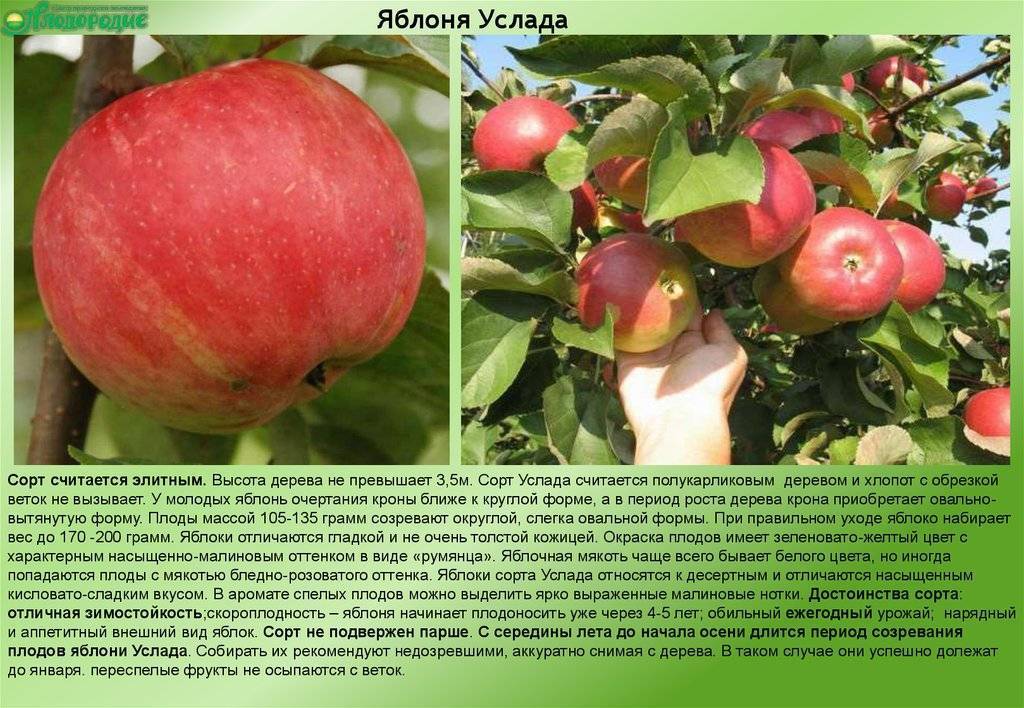 Яблоня «услада» – фото и описание сорта, отзывы | посадка в подмосковье, обрезка, опылители