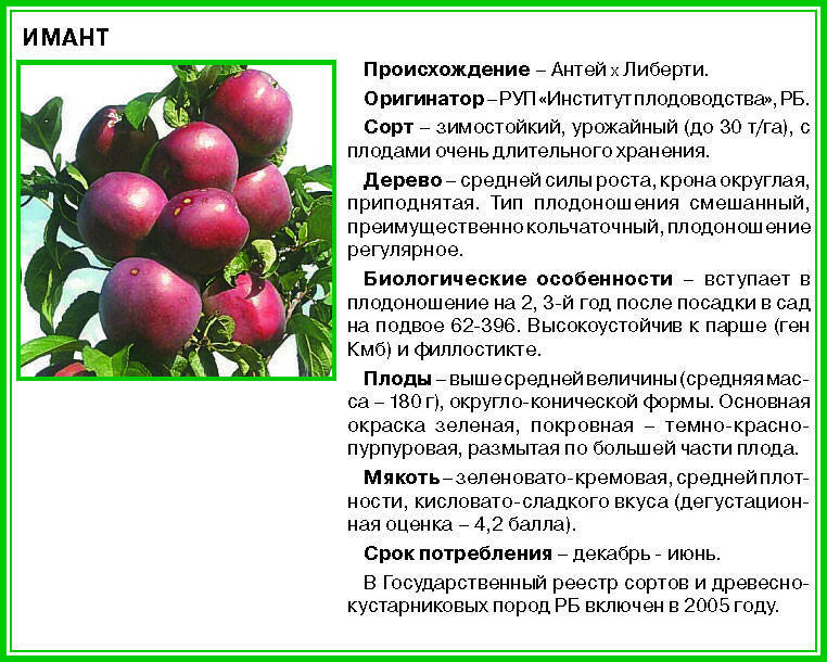 Яблоня спартан: описание и характеристика сорта, чем полезны, посадка и уход