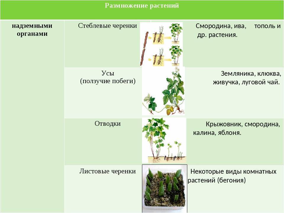 Смородина: посадка и уход, выращивание в саду, обрезка и размножение, болезни и вредители