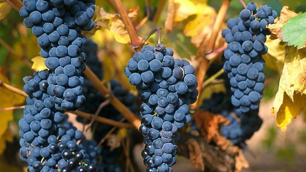 Виноград темпранильо - характеристика сорта и уход