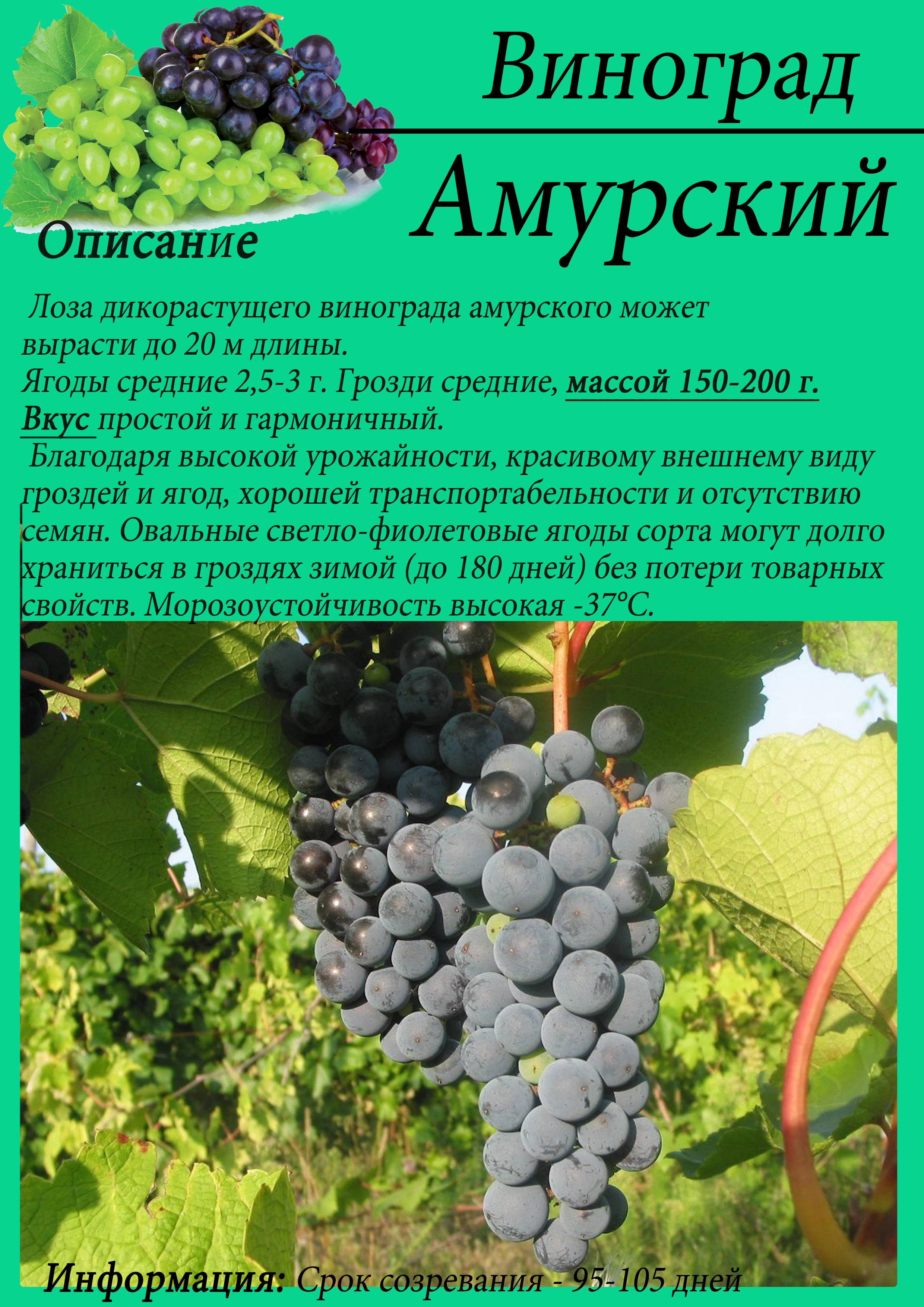 Описание и размножение сорта винограда Амурский, посадка и уход