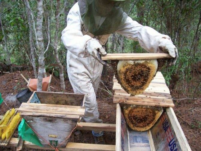 Как сделать ловушку (роевню) для диких пчел своими руками