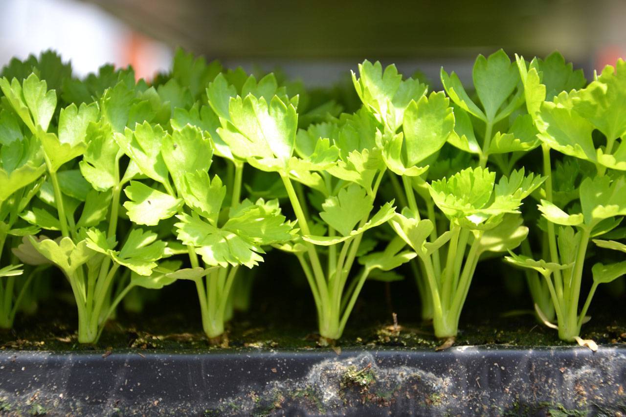 Выращивание кинзы на подоконнике: от посадки семян до сбора урожая