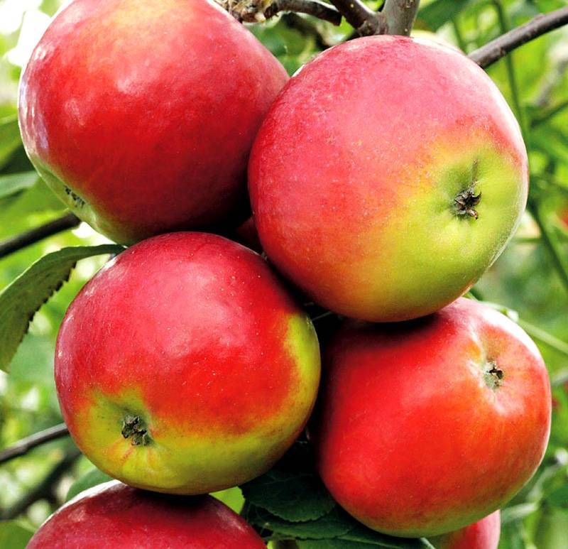 Яблоня анис | сад и огород