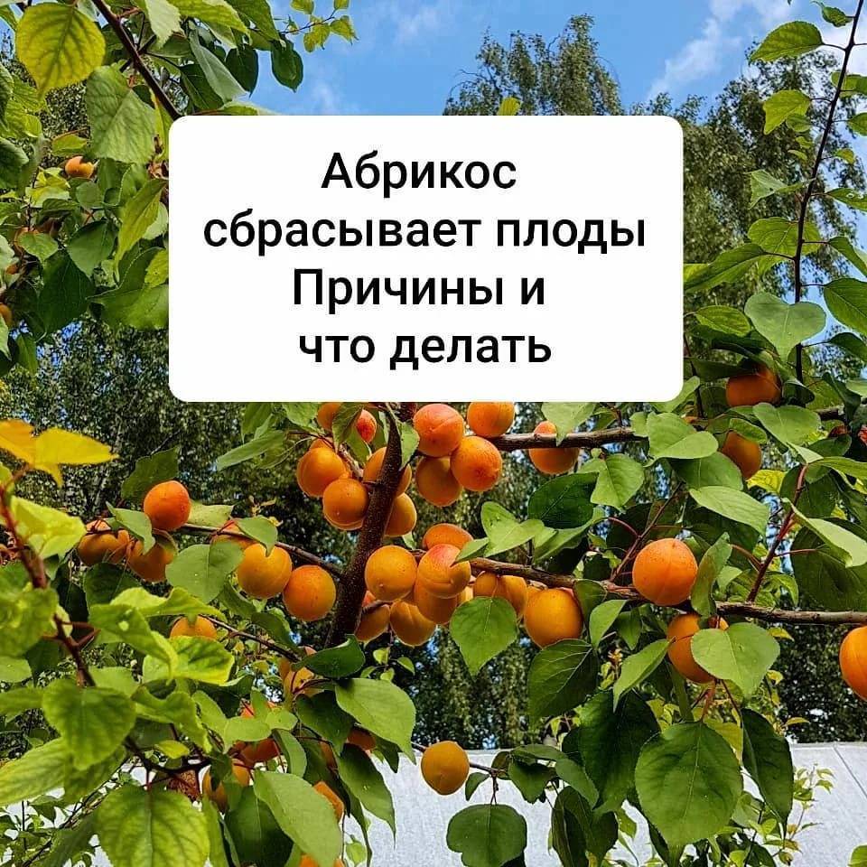 Причина сбрасывания сливой еще зеленых плодов, когда они маленькие и не созрели