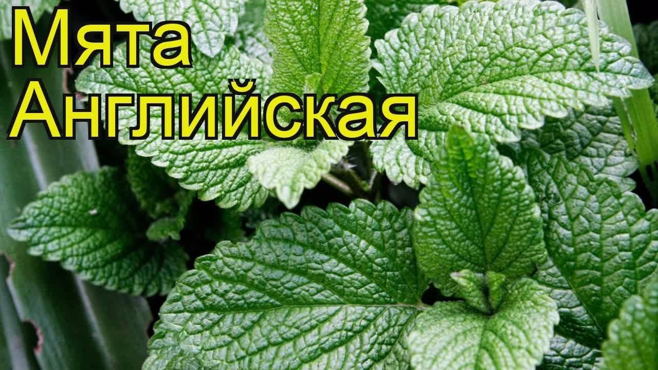 Перечная мята: посадка и уход в открытом грунте