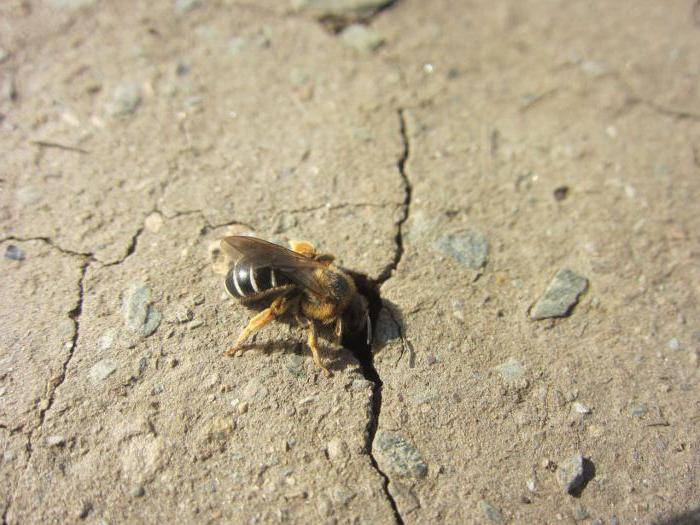 Земляные пчёлы и их жизнь