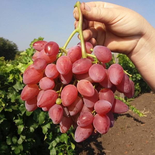 Выращивание винограда кишмиш лучистый: защита от болезней и вредителей +видео