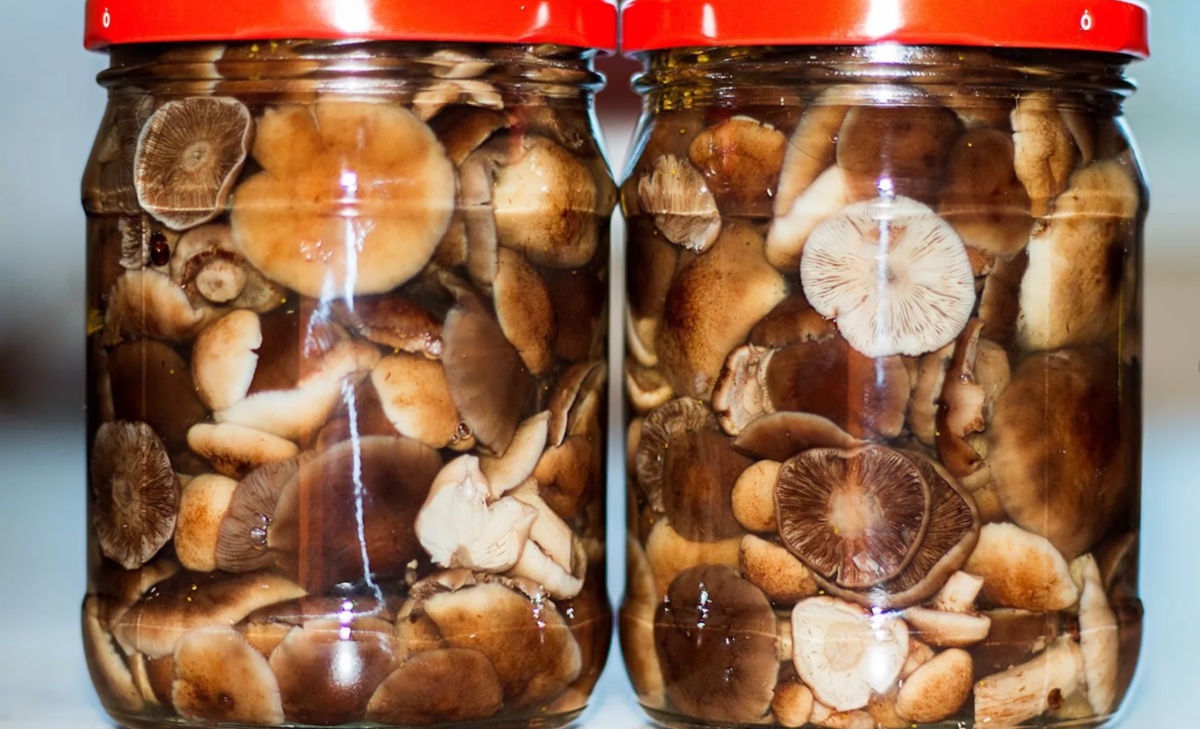 Как посолить опята на зиму - грибы собираем