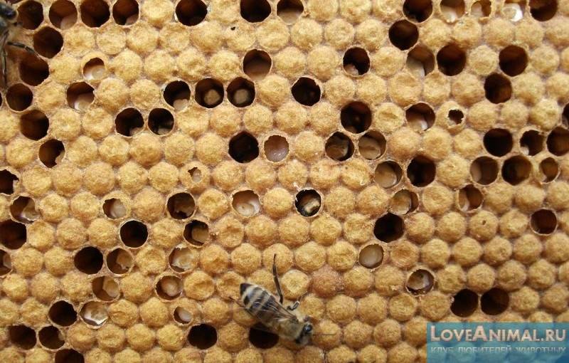 Аскосфероз пчел: характерные признаки профилактика и лечение