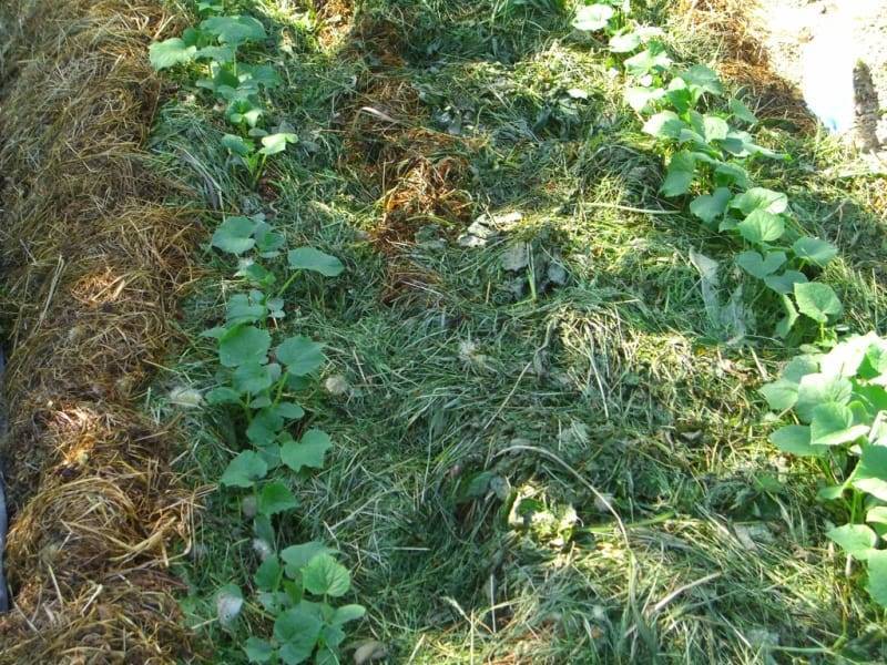 Подкормка и мульча из скошенной газонной травы: инструкция с пошаговыми фото