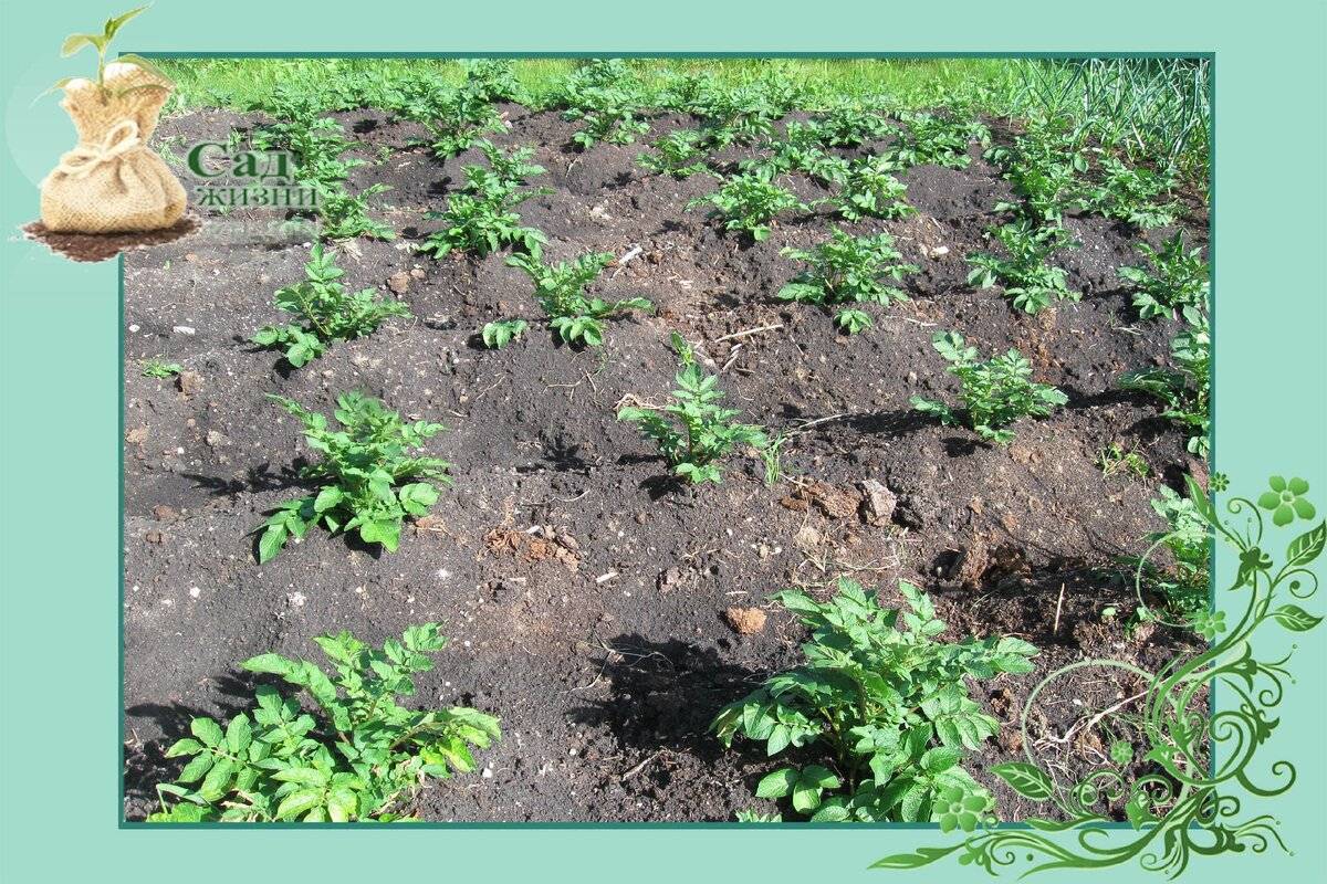 Агротехнические методы окучивания картофеля, сроки проведения