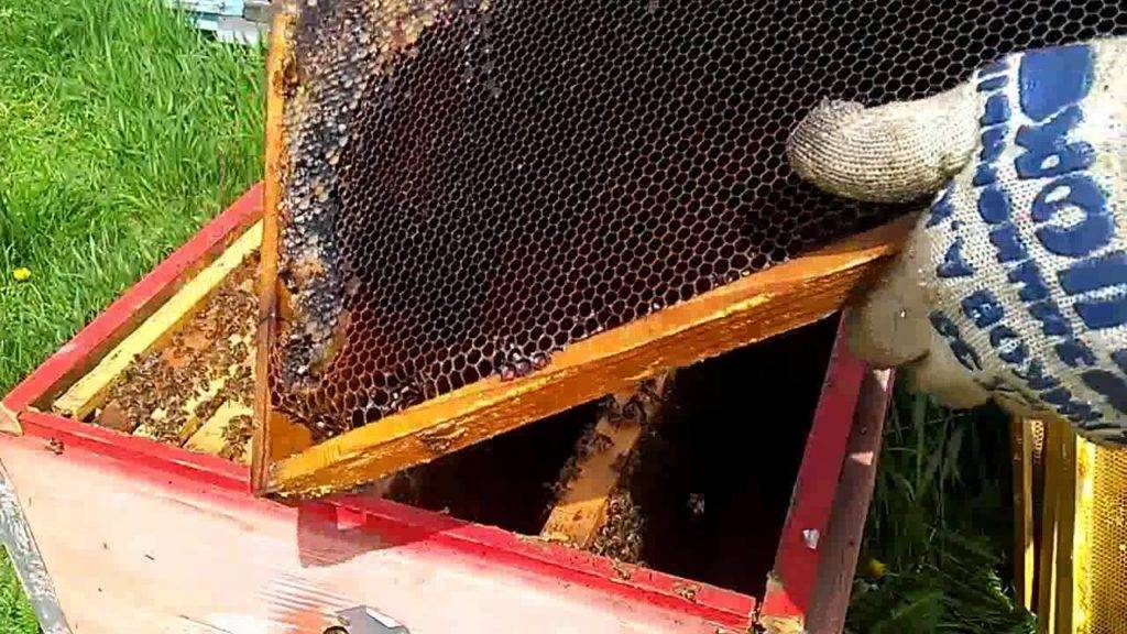 Что такое сушь и как использовать рамки для пчел – описание и инструкция