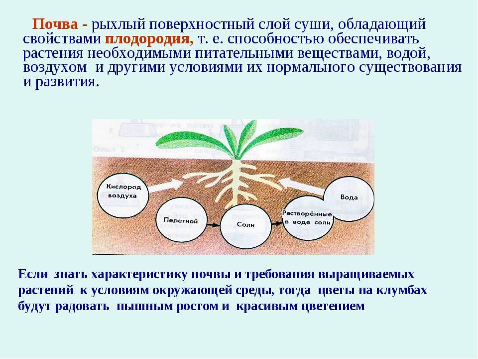 Биологический механизм запахов проект 9 класс