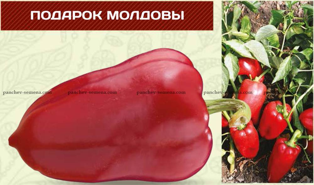 Перец «подарок молдовы»: описание сорта и технология выращивания