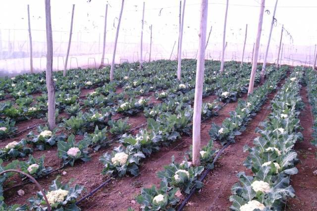 Выращивание цветной капусты: посадка и уход в открытом грунте