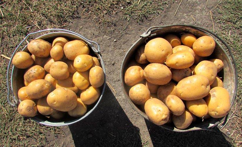 Картофель зекура: описание сорта, фото, отзывы, урожайность, выращивание, уход