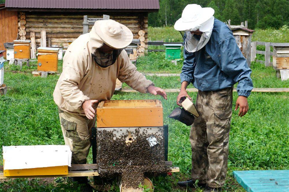 Пчеловодство в башкирии, бортничество башкортостана и его мёд
