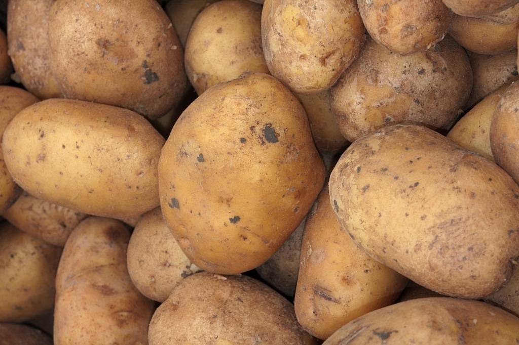 Сорт картофеля славянка: фото, описание и выращивание