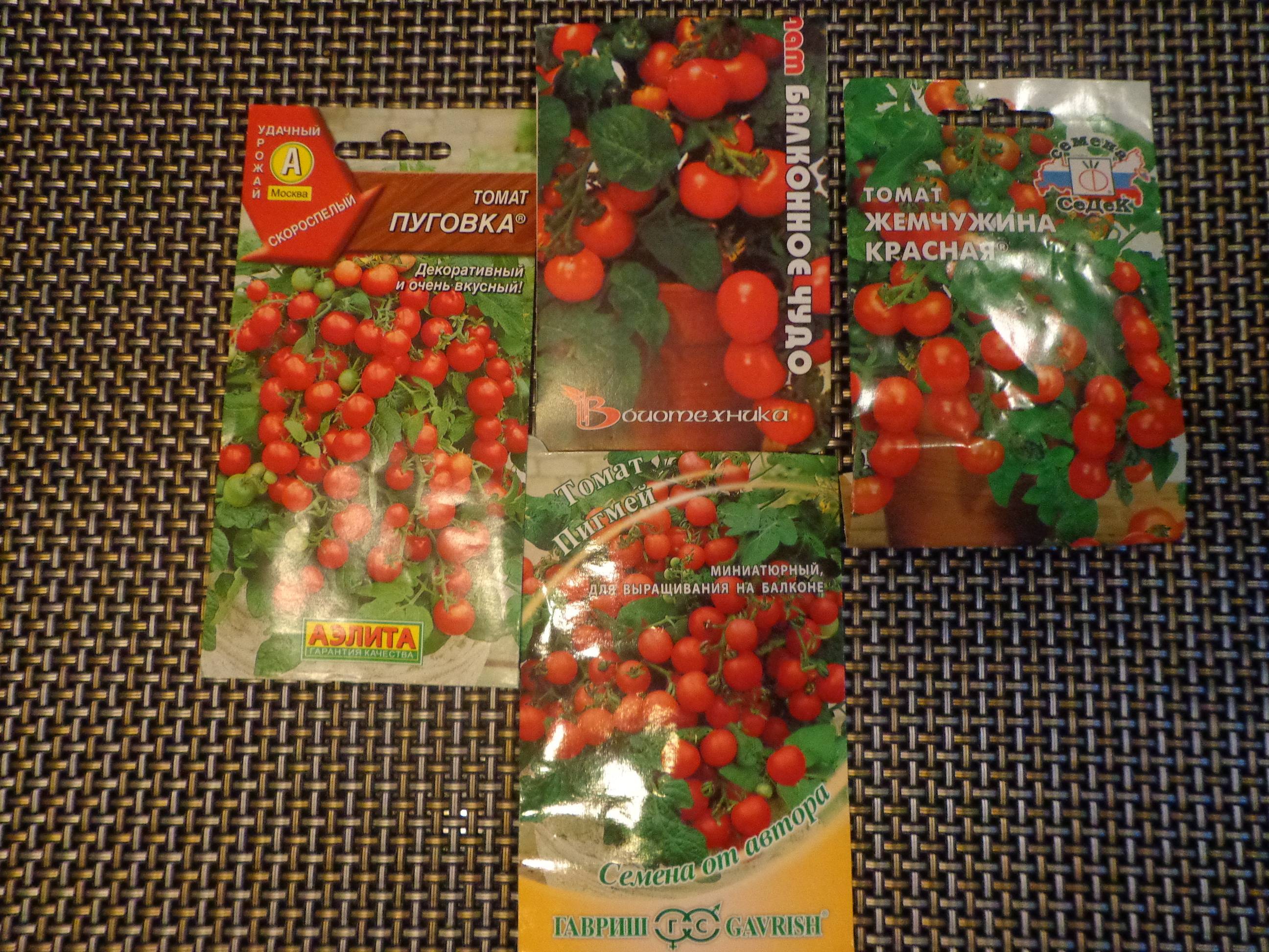 ᐉ пуговка помидоры как выращивать в какой горшочек посадить - ogorod-u-doma.ru