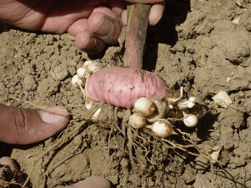 Выращивание гладиолусов в открытом грунте: сорт, размножение, уход