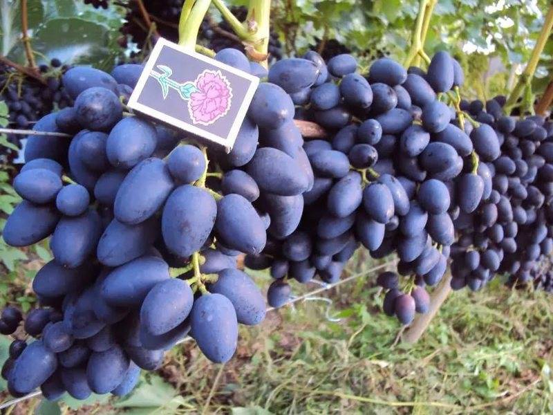 Виноград надежда азос: описание сорта, фото, отзывы