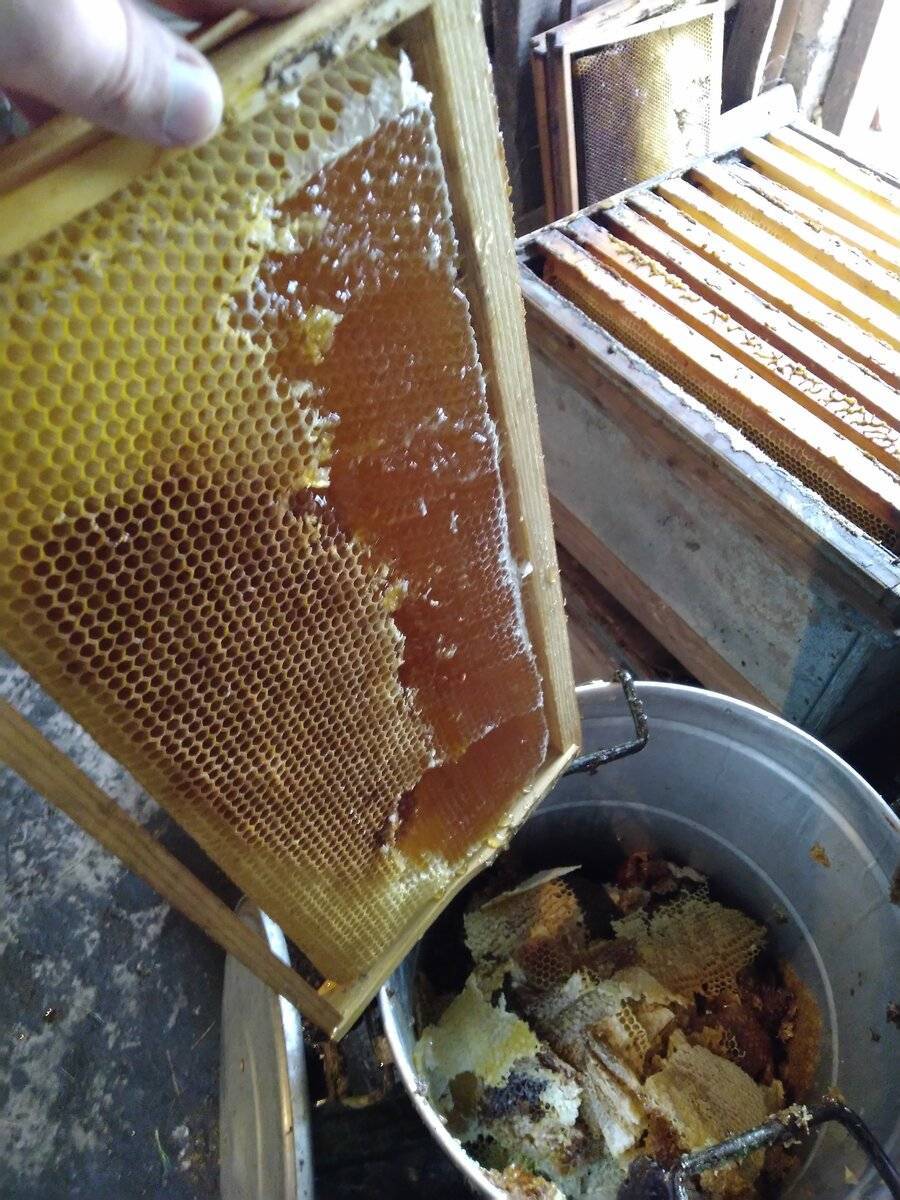 Когда собирать мед, в каком месяце, время сбора меда