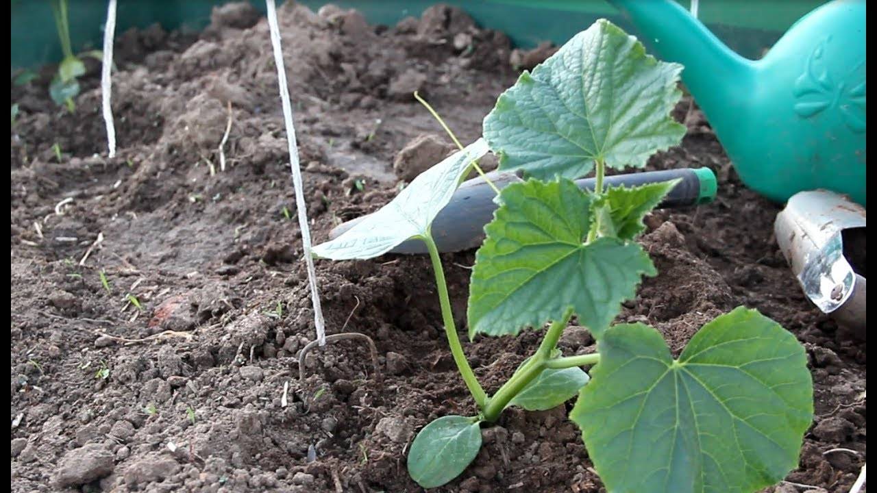 Как посадить огурцы в открытый грунт