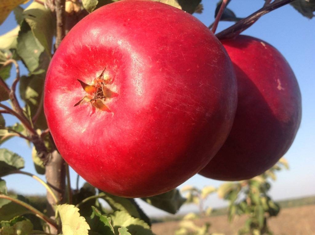 Яблоня вишневое: описание и характеристики сорта, тонкости выращивания, отзывы