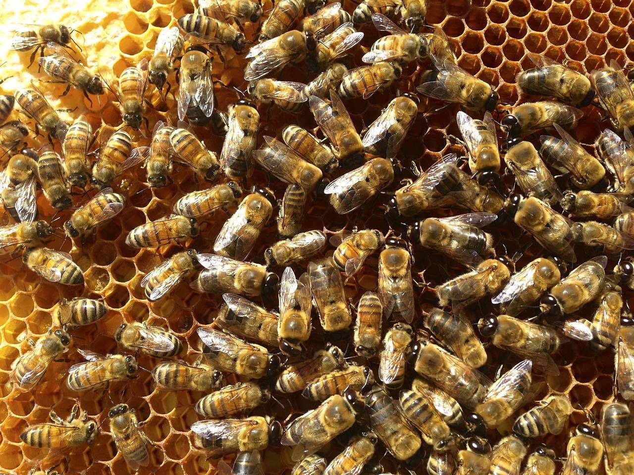 Необычная добыча мёда – бортничество