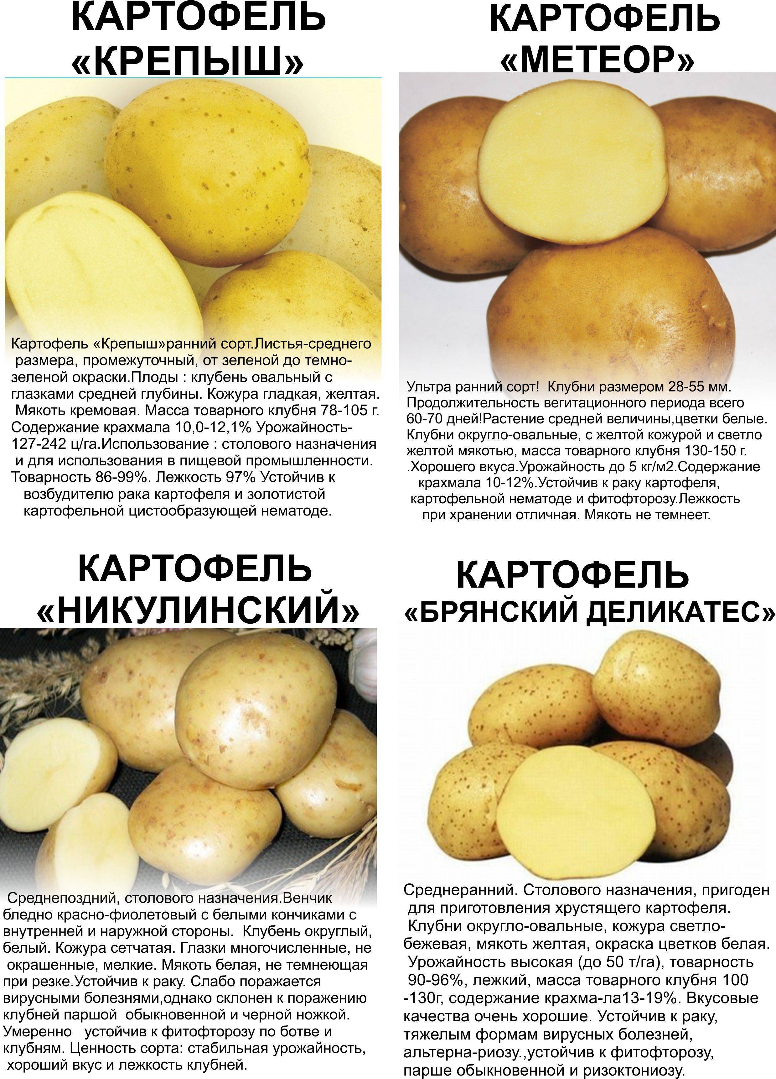 Картофель вектор: описание сорта, фото, отзывы