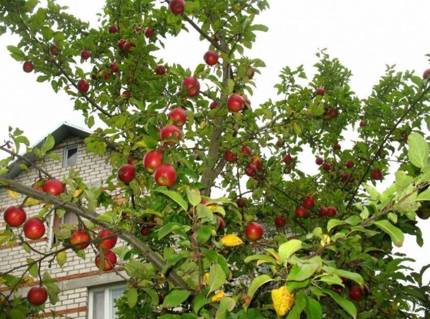Яблоня коваленковское: описание сорта, фото, особенности выращивания