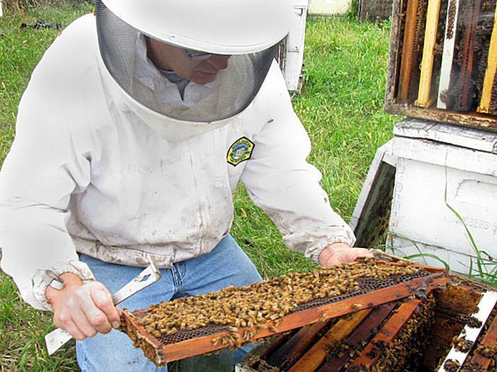 Основные технологии в современном пчеловодстве