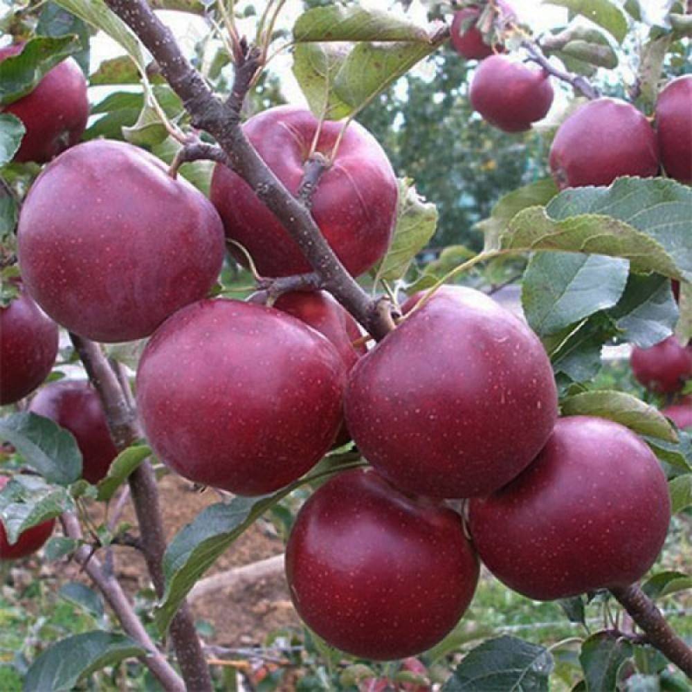 Описание сорта яблонь флорина с фото и видео