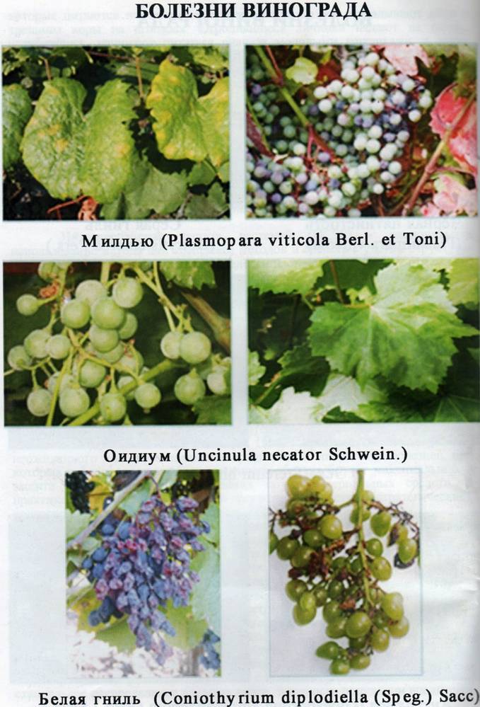 Болезни винограда и способы лечения. борьба с вредителями