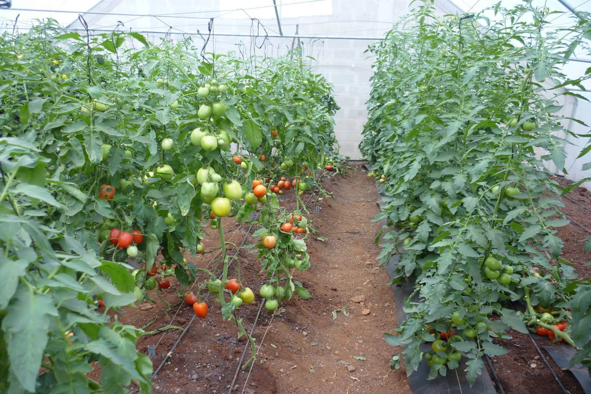 Купить рассаду томатов для теплицы. Агротехническое возделывание томата. Помидоры в теплице. Теплица с помидорами. Парник для помидоров.