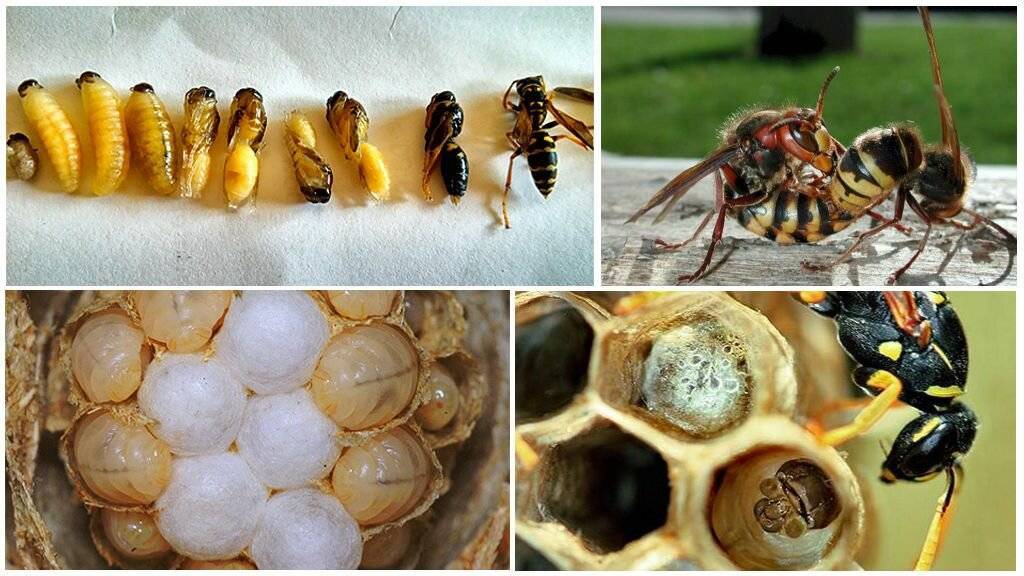 Размножение пчелосемей или как размножается медоносная пчела |