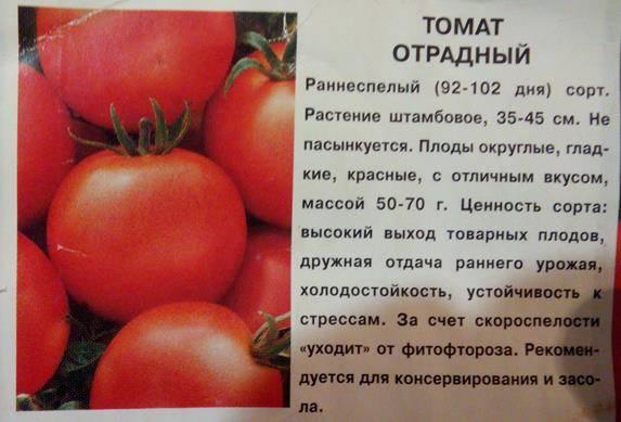 Помидоры жигало: особенности, описание агротехники, отзывы о томате