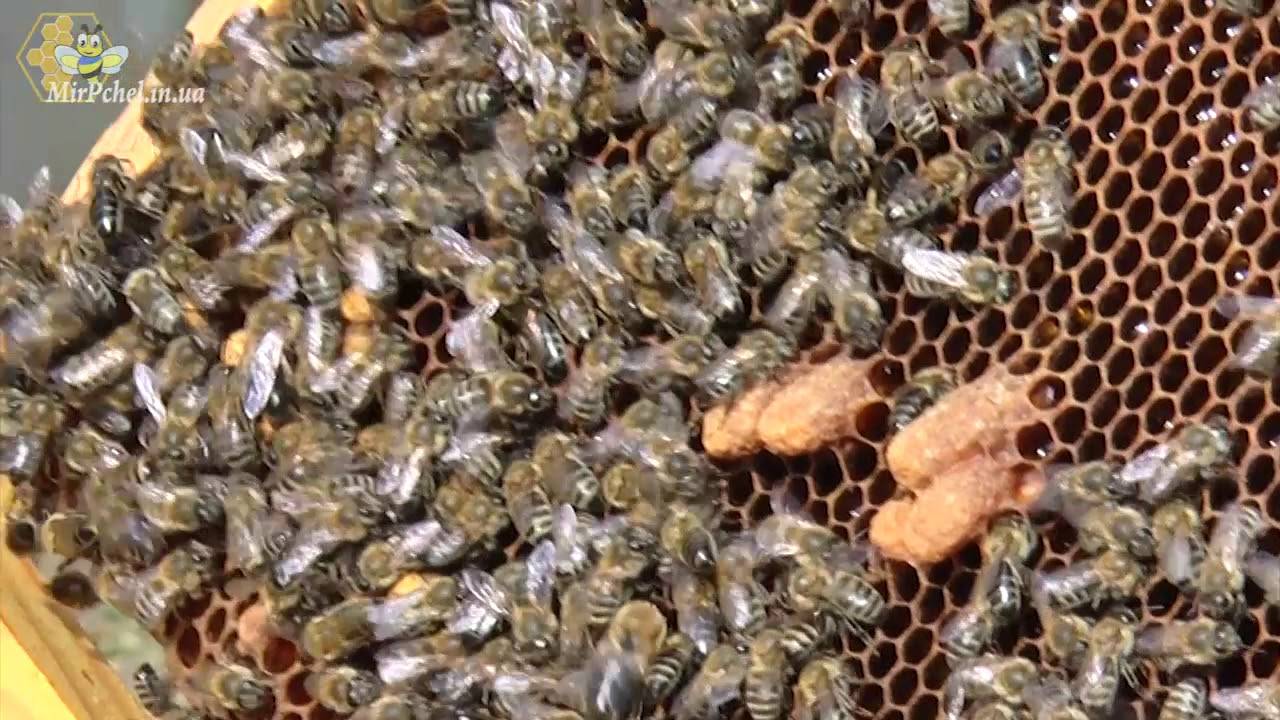 Замена маток в семье пчел | начинающему пчеловоду