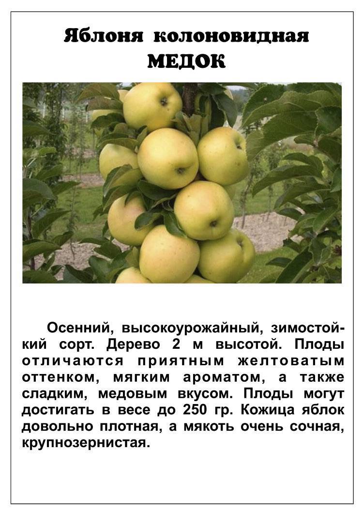 Яблоня президент: особенности сорта и ухода