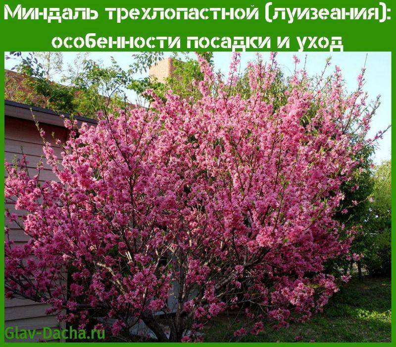 Трёхлопастный (махровый) миндаль: описание, обрезка, белый миндаль, на штамбе, размножение черенками, как посадить кустарник, съедобность плодов, отзывы
