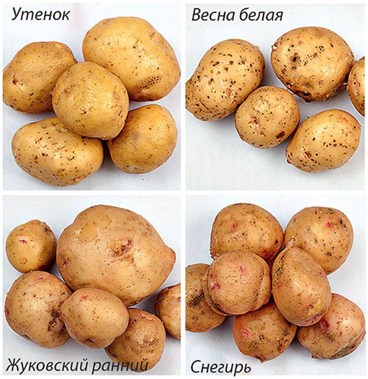 10 лучших сортов картофеля для средней полосы