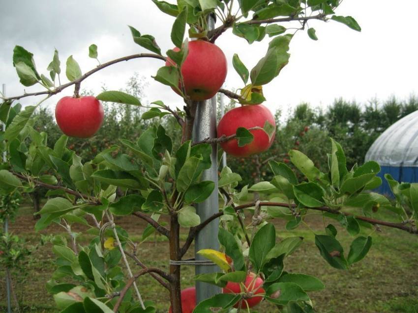 Обхитрить яблоню. как заставить дерево плодоносить? - дачный участок
                                             - 23 апреля
                                             - 43672189064 - медиаплатформа миртесен