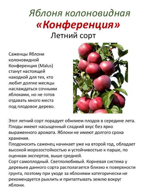 Описание и характеристика колоновидной яблони Президент, посадка и уход