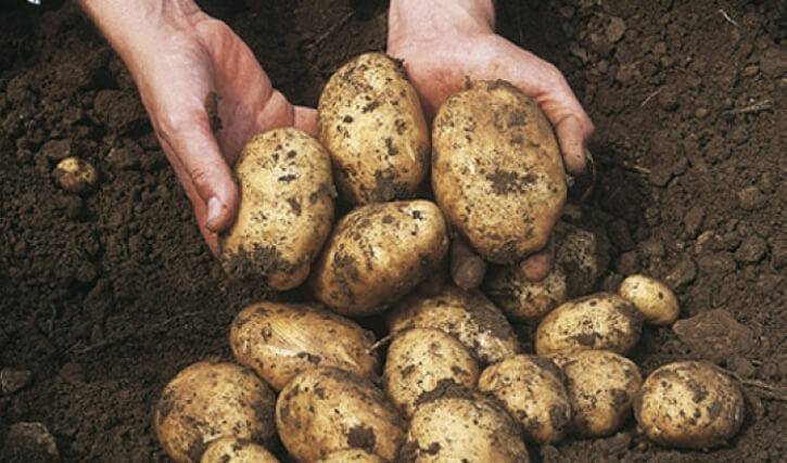 Когда и как копать картошку, как определить когда картофель созрел