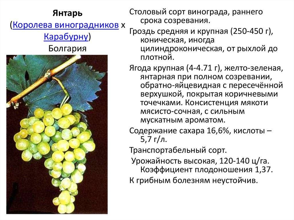 Виноград: описание 20 сортов для выращивания в умеренном климатическом поясе, особенности ухода и размножения в домашних условиях (фото & видео) +отзывы