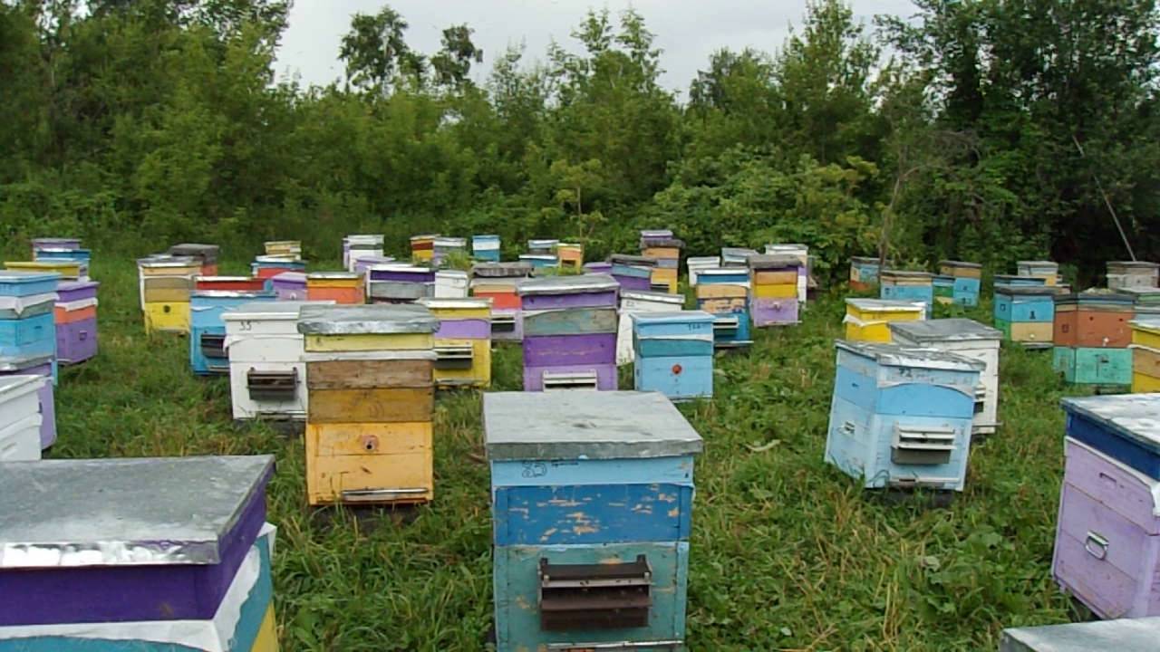 Большой медосбор на слабых взятках, опыт пчеловода. - крестьянское подворье