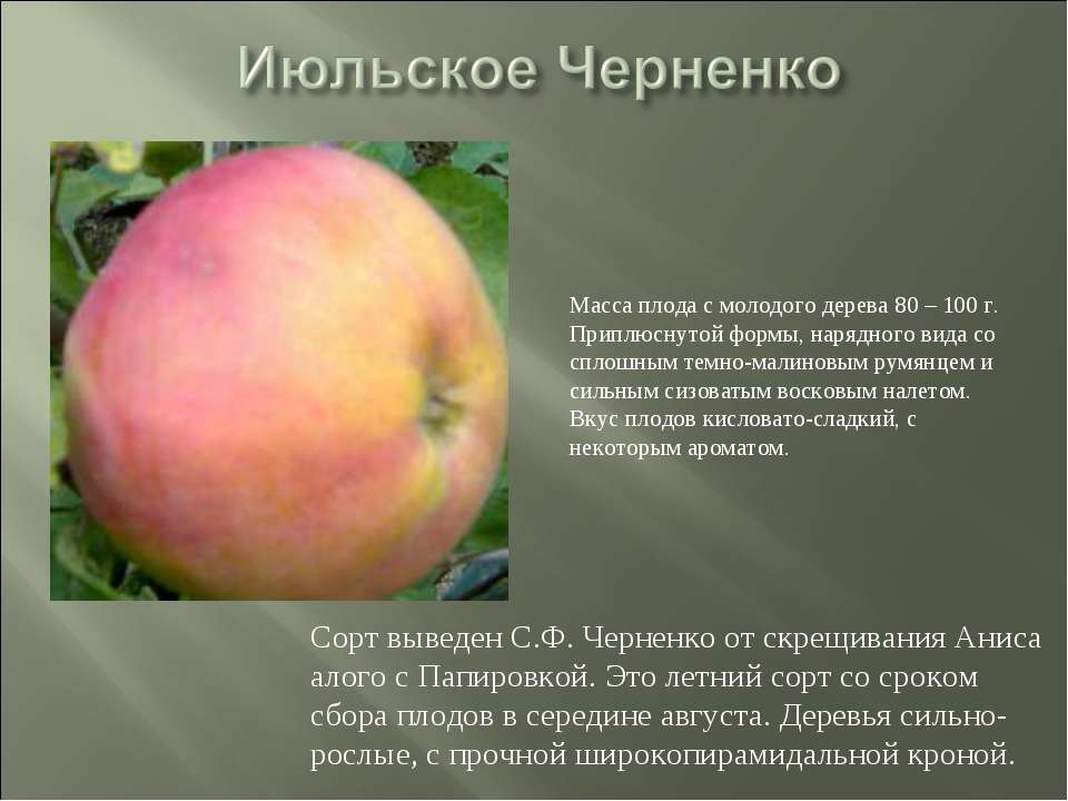 Сорт яблок июльское черненко