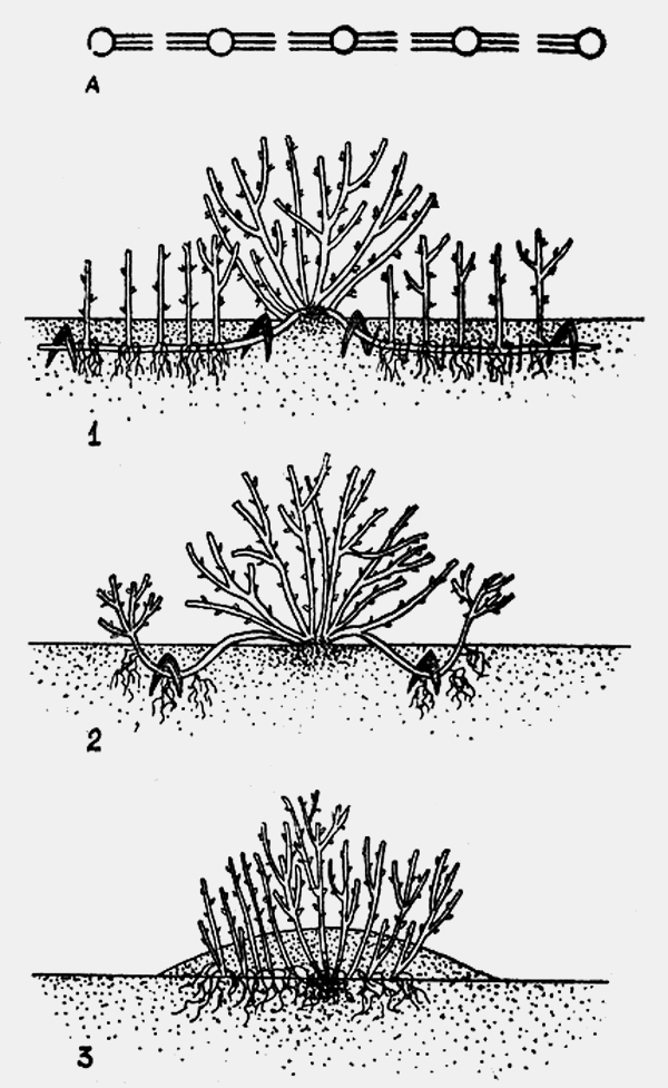 Размножение крыжовника черенками, отводками, делением куста